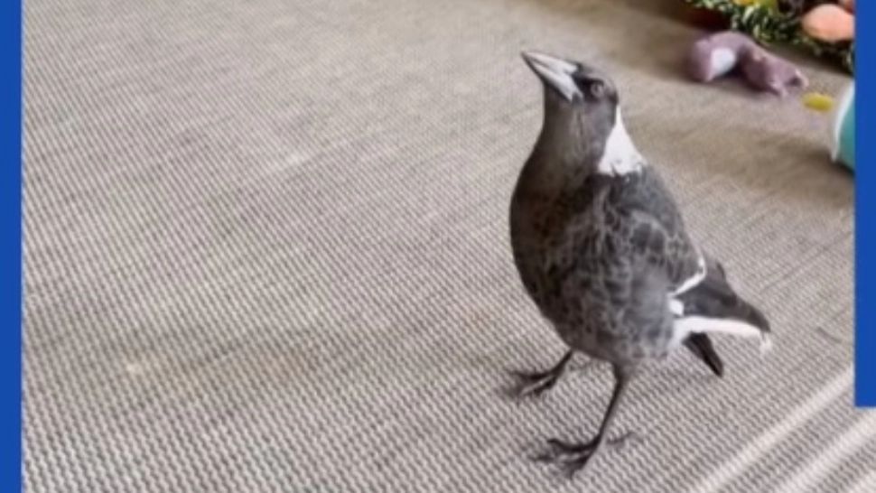 VIDEO | O pasăre crescută de un câine a învățat să latre. Imaginile au devenit virale 