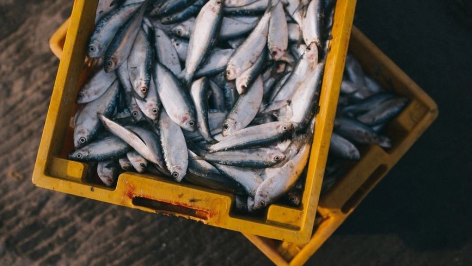 Medic, avertisment ȘOCANT: peștele din Dunăre, PERICOL mare pentru sănătate