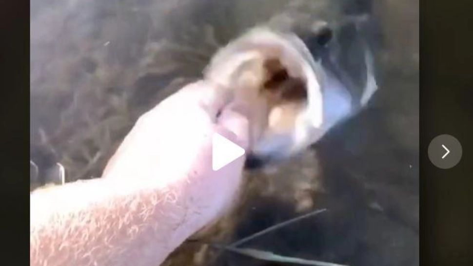 VIDEO – Așa ceva n-ai mai văzut – Ce monstru iese direct din apă și îl prinde de mâna pe un pescar