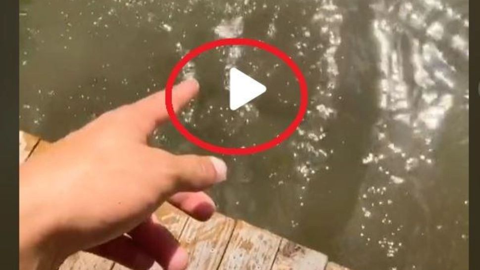 VIDEO – A observat un pește pe fundul apei și a vrut să le arate și prietenilor. Ce a urmat întrece orice imaginație