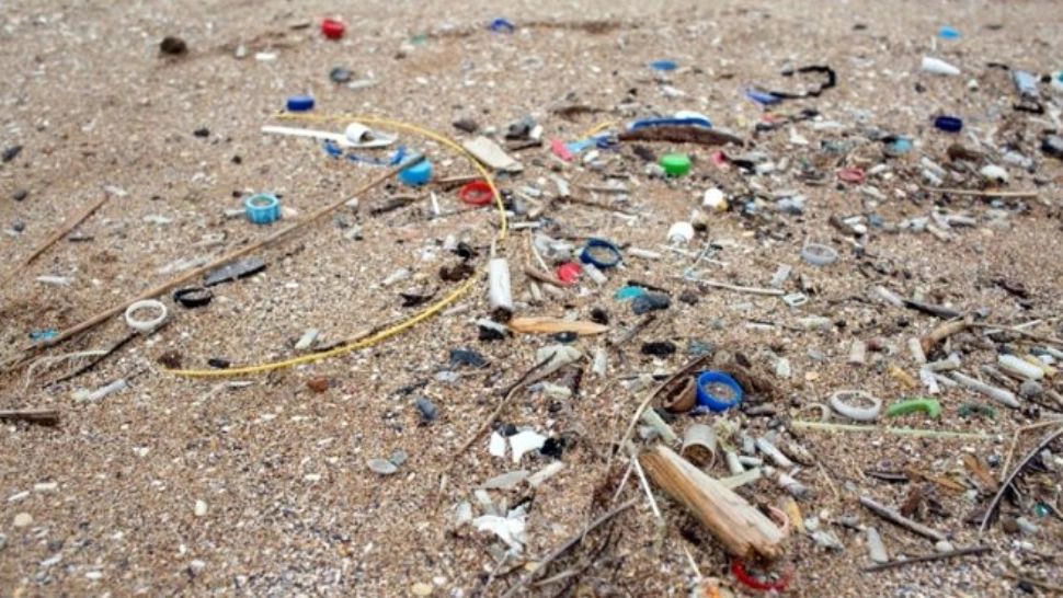 Vietățile marine, în pericol! DEZASTRUL lăsat în urmă de turiști transformă plajele românești în adevărate „scrumiere”