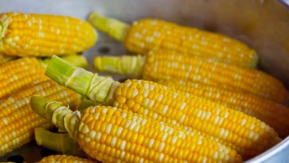 Recolta de porumb din UE, cea mai MICĂ din ultimii 7 ani. Estimările Bruxellesului, reduse pentru a doua oară