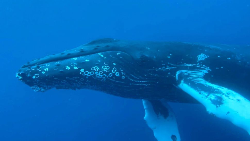 Balenele albastre s-au întors de-a lungul coastei Spaniei, după o absență de mai bine de 40 de ani