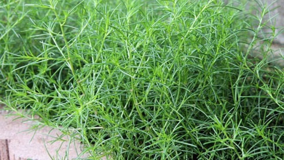 Plantă-minune care poate salva terenurile degradate, cultivată în Buzău. Din ce țară provine și cât de gustoasă este