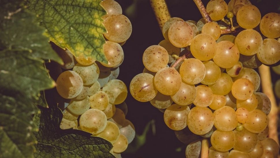 NU mai consumați struguri dacă suferiți de această boală! PERICOLUL adus de strugurii stropiți cu pesticide 