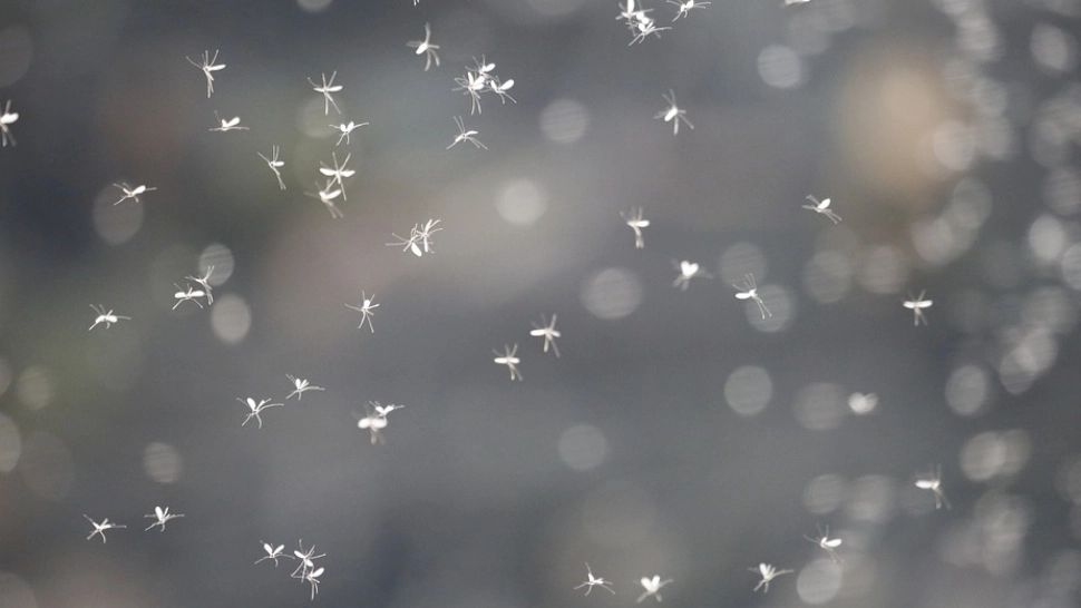 Primăria Capitalei începe un nou tratament de combatere a țânțarilor din 1 august - Ce zone trebuie evitate și între ce ore