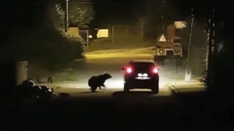 VIDEO | Scene surprinzătoare pe o stradă din Bușteni. Mașină aflată în mișcare, ATACATĂ de o ursoaică și trei pui