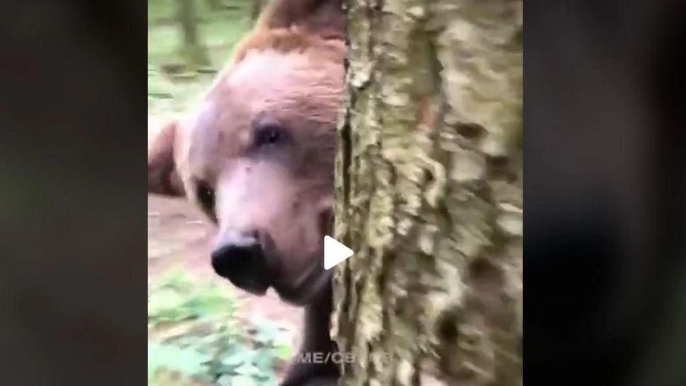 VIDEO - Imagini virale cu "atacul" unui urs - A apărut din spatele unui pom și l-a surprins pe un turist