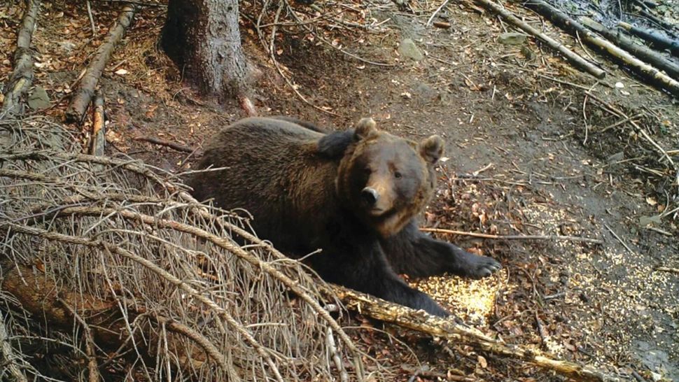 Un sat din Argeş, terorizat de urşi: zeci de animale sfâştiate. Localnicii cer ca ursul să fie împuşcat, după ce a omorât un cal
