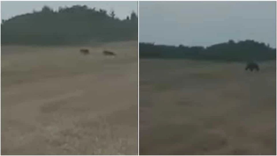 VIDEO RO-Alert de urs în județul Alba. Localnicii sunt disperați, animalele flămânde sunt tot mai periculoase  
