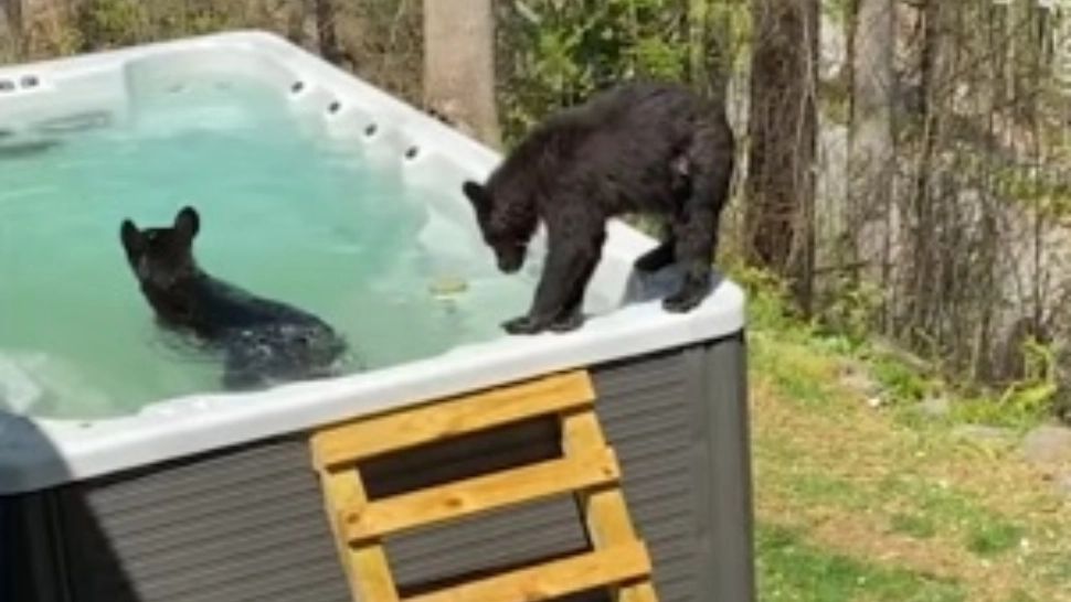 VIRAL O familie de 5 urși se relaxează cu o baie în... piscină, la munte, în SUA - Imagini inedite