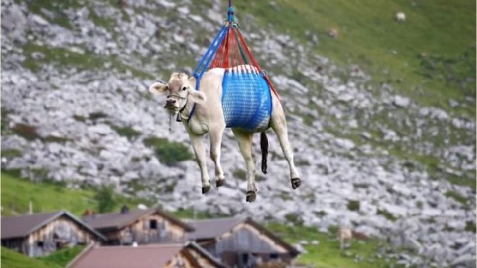 Imagini INCREDIBILE! Unde au zburat zece văcuțe cu elicopterul? VIDEO