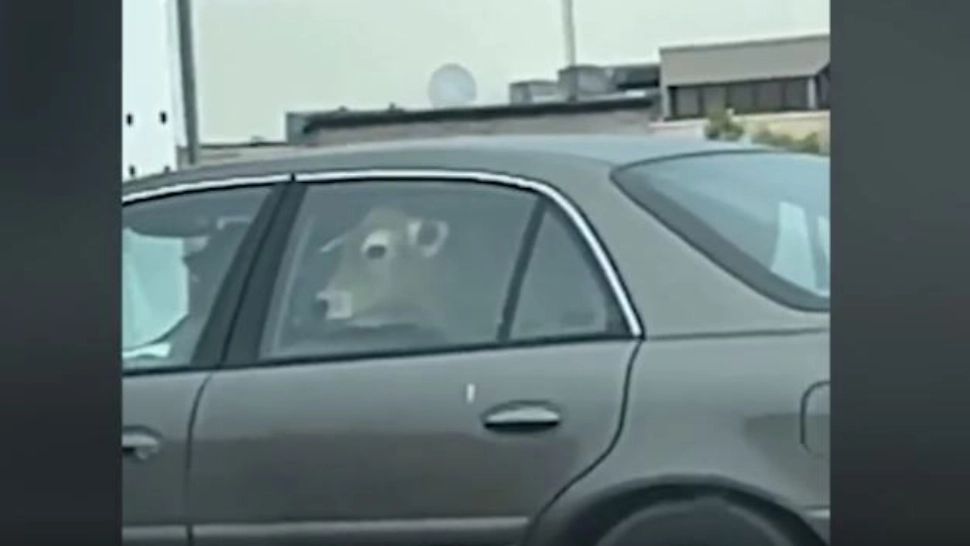 Imagini INCREDIBILE! O vacă a fost filmată pe bancheta unei mașini VIDEO