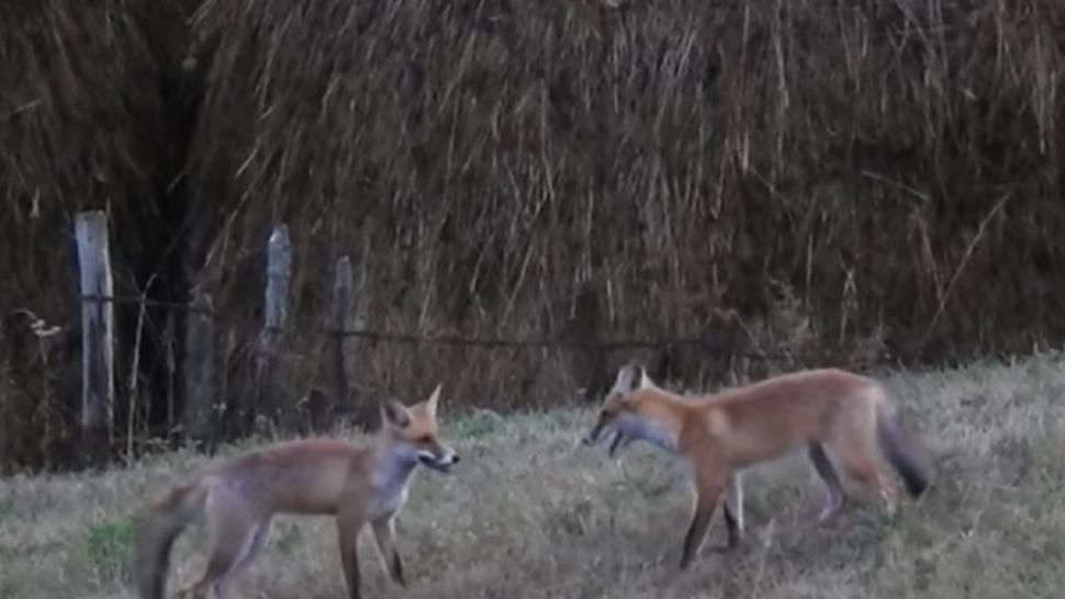 VIDEO | Două vulpi, dispută pe un măr, într-o gospodărie aflată la poalele Munților Parâng