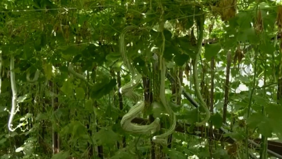 Dovleacul-șarpe, creat de cercetătorii români. INCREDIBIL ce miros și gust are