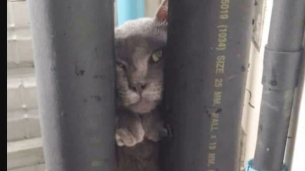 Un motan a devenit viral pe internet. Ce l-a făcut CELEBRU