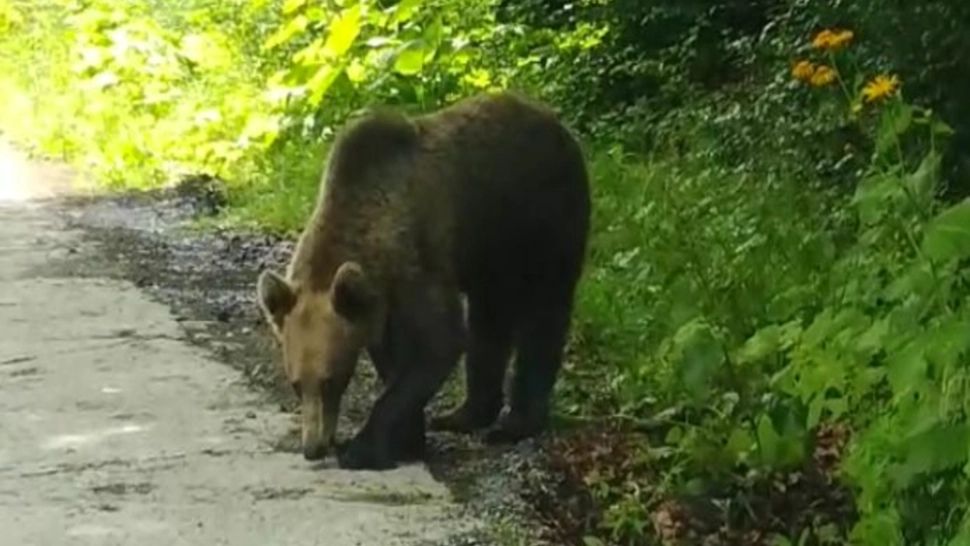 9 apeluri la 112 și tot atâtea intervenții la urs, în perioada weekend-ului, în județul Harghita