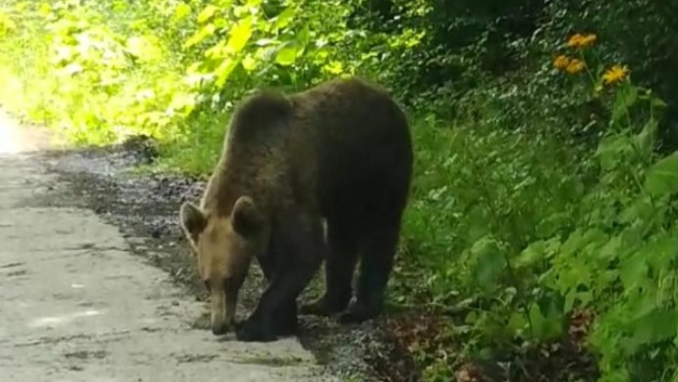 ATV-uri de mii de euro distruse de urs: Patronii și turiștii de pe Transfăgărășan, EXASPERAȚI