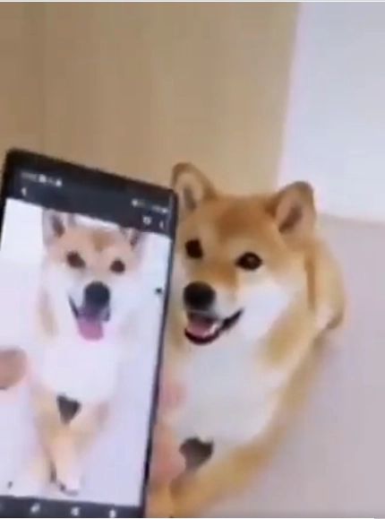 VIRAL Cum reacționează un câine la fotografiile cu el - patrupedul pozează ca un adevărat profesionist