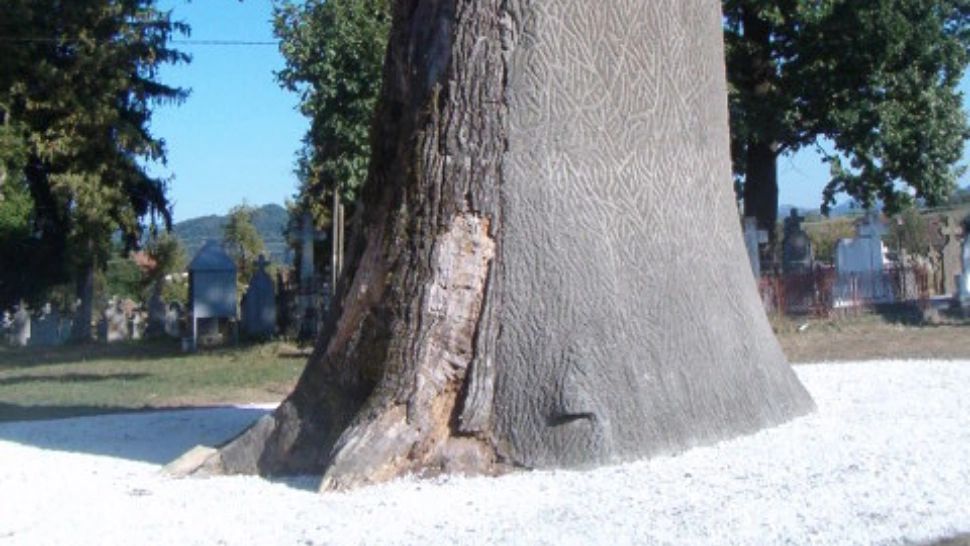 Gorunul lui Horea, despre care se credea ca s-a uscat, are un lăstar. Arborele are circa 400 de ani