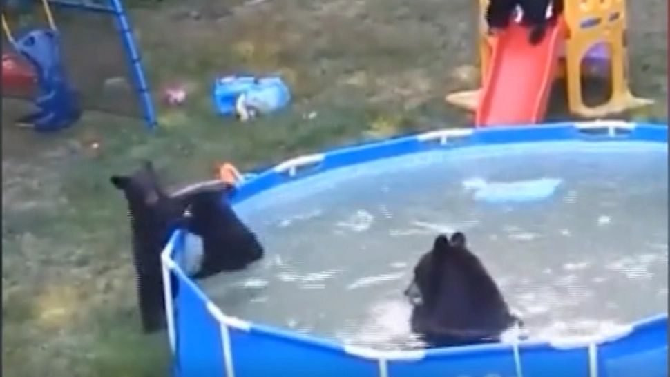 VIDEO Imagini RARE cu o familie de urși, virale pe internet: Cum se distrează animalele sălbatice