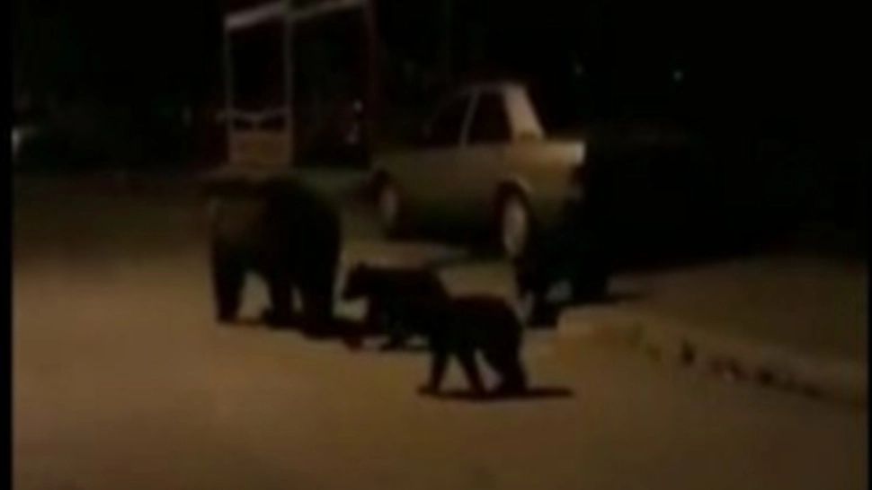 Prezența mai multor urşi, semnalată prin RO-ALERT, în județul Harghita