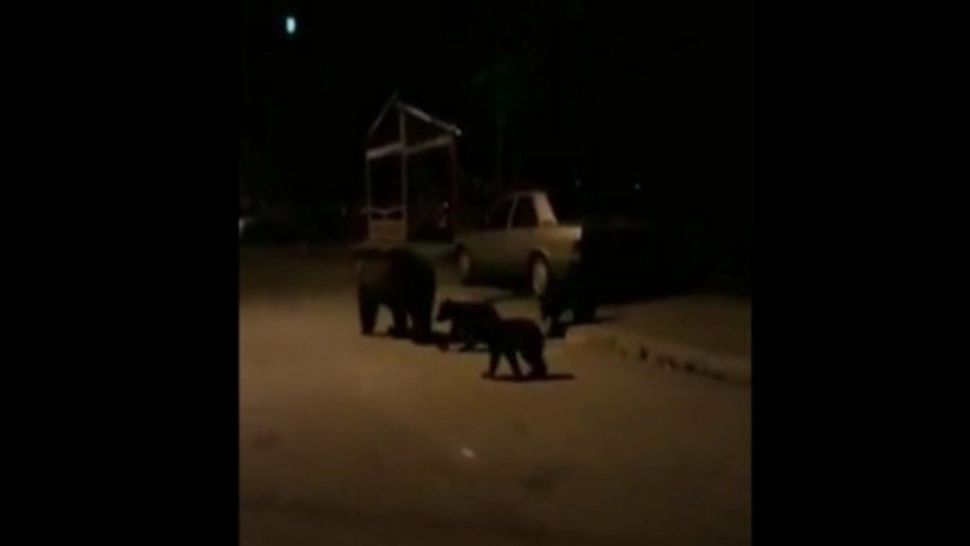 ALERTĂ de urs în județul Harghita: Animalele sălbatice se plimbau nestingherite pe străzi