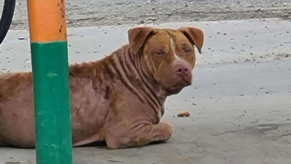 Povestea acestui câine pitbull a șocat: la doar câteva secunde după ce a fost salvat de pe stradă, a făcut asta - FOTO