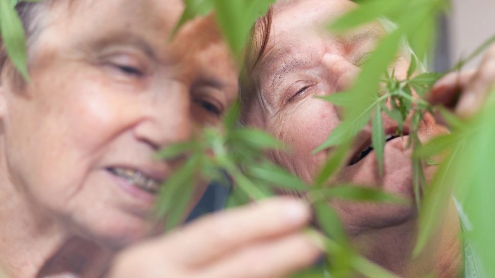 Narco-bunica. Cultiva canabis, fără să știe. Nu a vrut ca planta să fie confiscată de poliție