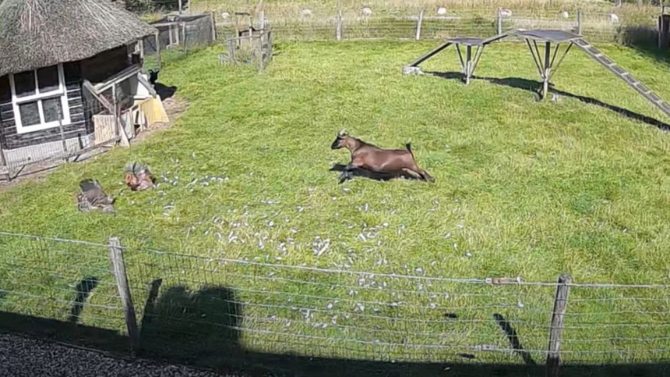 VIDEO | Capra și cocoșul, comando de salvare pentru găina atacată de un șoim