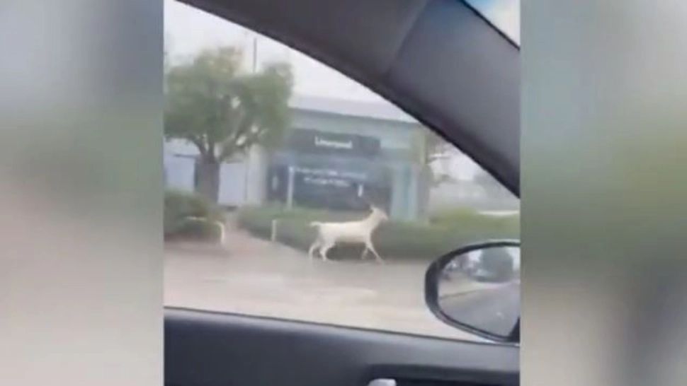 Un cerb alb rar a fost ucis pe străzile unui oraş din Anglia VIDEO
