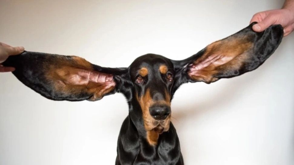 VIDEO | Demn de Cartea Recordurilor: Câinele cu cele mai lungi urechi din lume