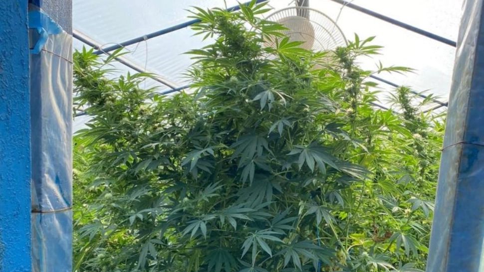 FOTO + VIDEO | Plantație de cannabis în sera cu legume, în Satu Mare