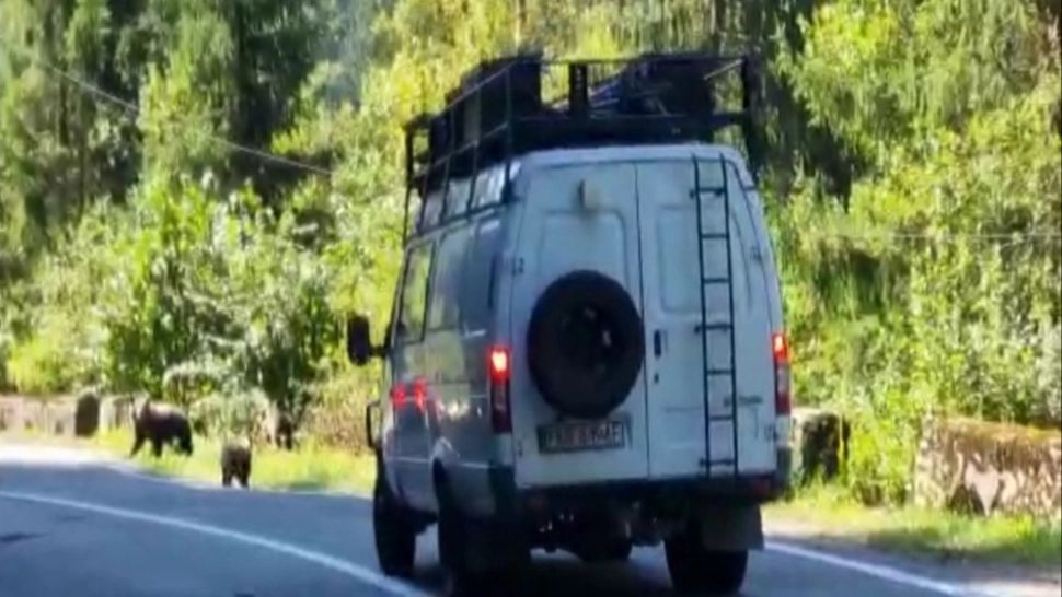 VIDEO Trei urşi filmați la câțiva metri de maşinile din zona Bâlea Lac
