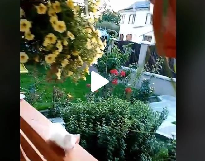  VIDEO – Ce a plantat soția unui internaut în grădina casei – Bărbatul a filmat ciudățenia și a devenit viral pe TikTok