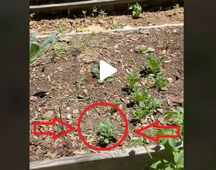 VIDEO – Legumele au inceput sa dispara brusc din gradina – A scos telefonul si a filmat fenomenul ciudat