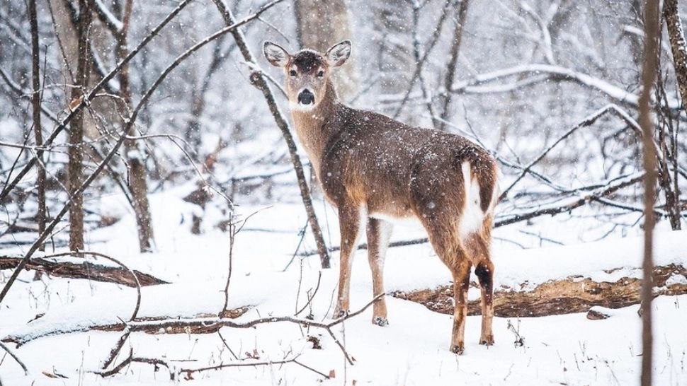 Avertisment meteo: temperaturile scad brusc - unde lovesc vijeliile. Cad primele ninsori