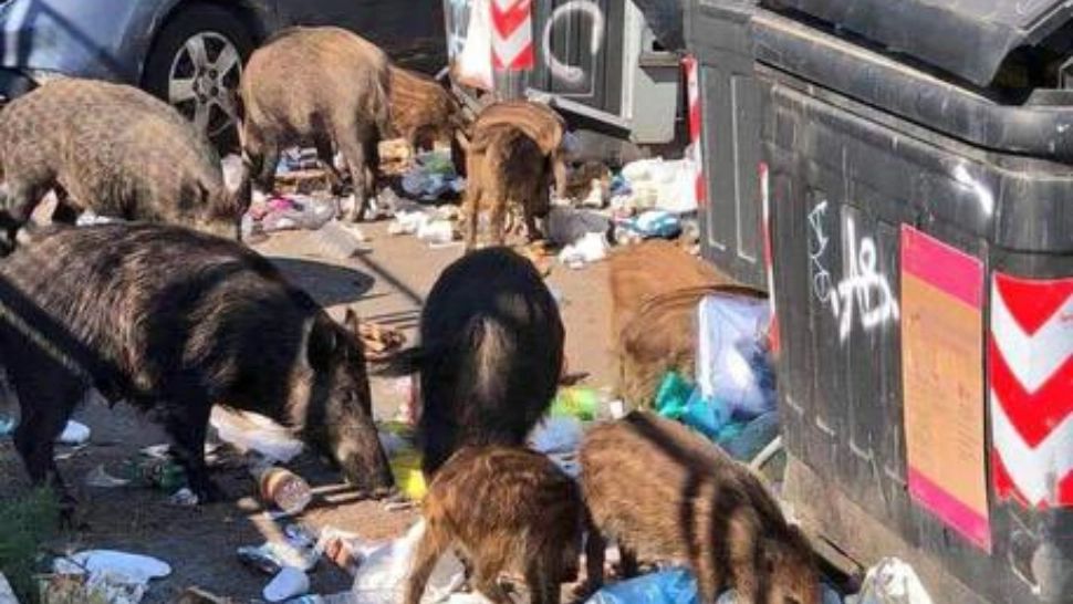 Roma, sub asaltul mistreților. Primarul orașului a depus plângere la Parchet