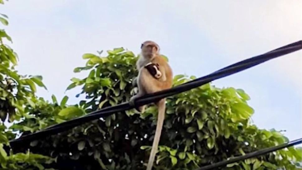 Un pui de câine a fost răpit şi ţinut ostatic de o maimuţă, timp de trei zile, în Malaezia