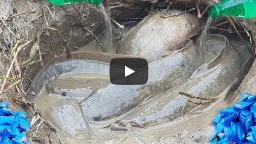 VIDEO – A pescuit cu suc și mentos într-o mlaștină – Rezultatele sunt fabuloase – Totul a fost filmat