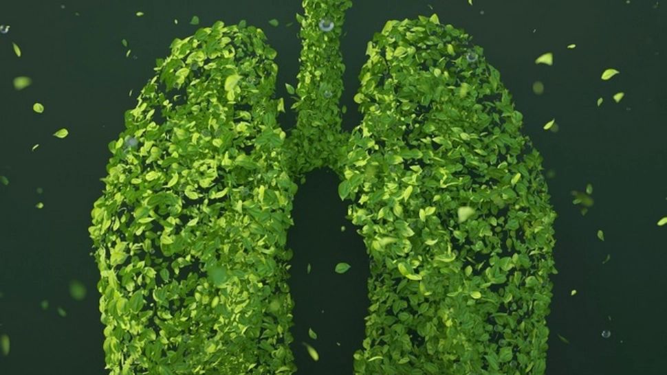 Cum îţi detoxifici plămânii în 48 de ore. Cura pe care toată lumea trebuie să o urmeze