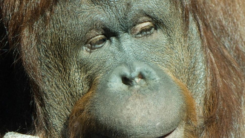 Aproximativ 30 de urangutani din Borneo, testați pentru coronavirus. Care este MOTIVUL