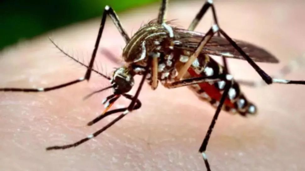Nou caz de infecție cu virusul ucigaș West Nile, în România. Simptome și recomandări