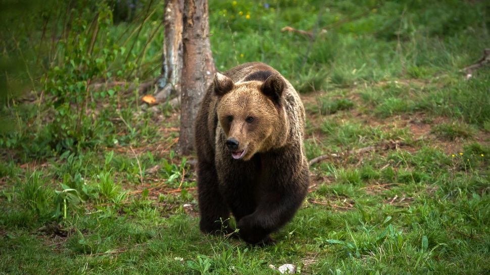 ALERTĂ în Prahova! A doua VICTIMĂ în stare gravă în urma atacurilor urșilor în ultimele 24 de ore