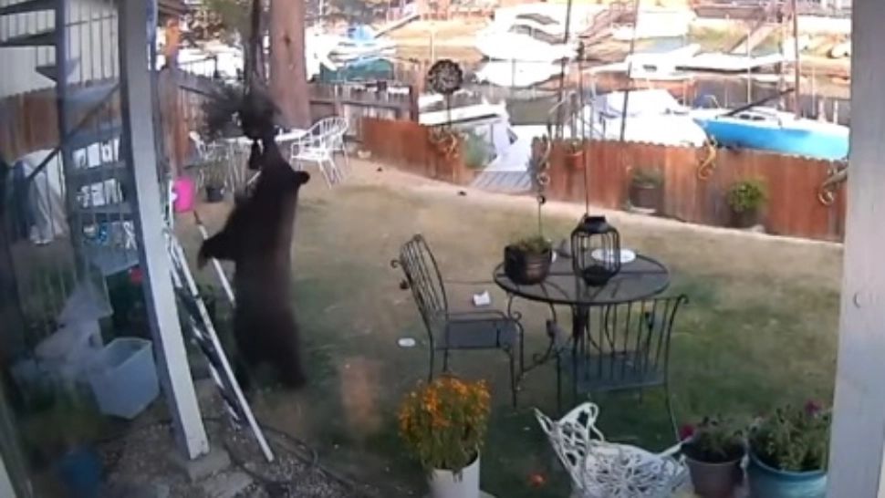 VIDEO | Momentul în care un urs intră nestingherit în casa unei familii din California