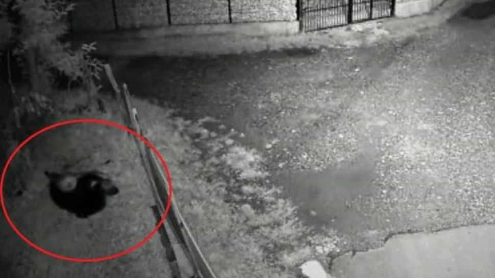 VIDEO | Un urs ucide o oaie într-o gospodărie din Dâmbovița. Localnicii sunt disperați