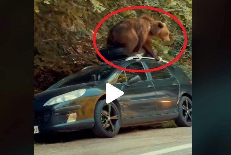 VIDEO – Se întâmplă chiar în România – Un urs devastează o mașină aflată la marginea pădurii