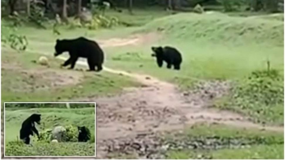 VIDEO | Scene incredibile surprinse în India. O ursoaică fură mingea de fotbal a unor copii, pentru a-și distra puiul cu ea