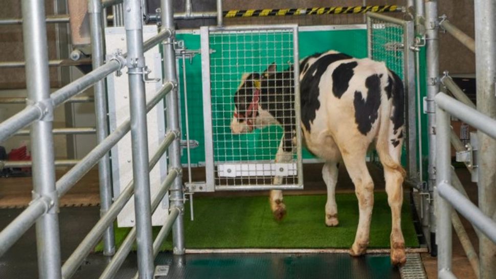 VIDEO Văcuțele, învățate să folosească toaleta pentru a proteja mediul - În ce țară se extinde experimentul