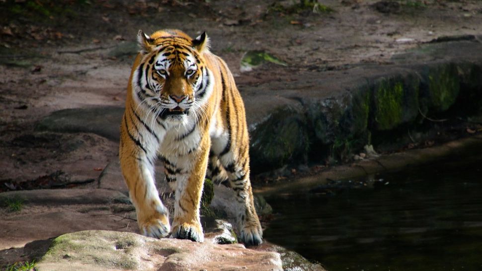 O grădină zoologică își vaccinează animalele împotriva COVID-19. În ce țară se va întâmpla